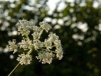 Fiore in controluce