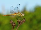 Libellulla dorata e gialla