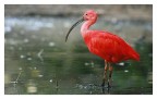 Ibis scarlatto Ibis scarlatto