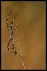 Argiope bruennichi