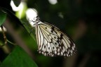 Idea Leuconoe Idea Leuconoe