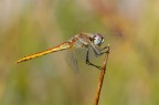 LibeSarda LibeSarda