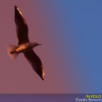In Volo In Volo