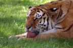 Tigre Tigre