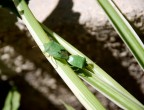 Cimice verde Cimice verde