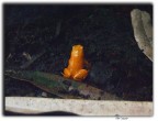 frog frog