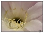 Fiore Fiore
