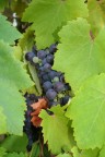 l'uva l'uva