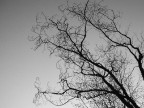 alberi2007 alberi2007