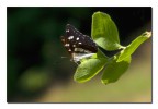 Limenitis reducta m. Limenitis reducta m.