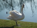Cigno macigno Cigno macigno