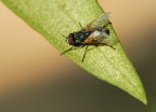 bzzzzzz....bzzzzzzz bzzzzzz....bzzzzzzz