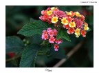 Fiori Fiori
