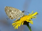 Lampides boeticus