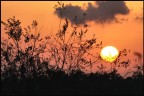 Tramonto tra i cespugli Tramonto tra i cespugli