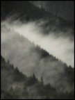 Alberi con Nebbia Alberi con Nebbia