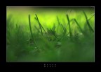 Green Grass Green Grass