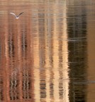 Riflessi sull'Arno Riflessi sull'Arno
