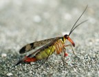 Mosca scorpione