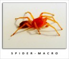 Spider - Macro Spider - Macro