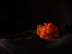 Ti regalo un fiore... Ti regalo un fiore...
