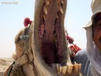 che bocca grande che hai.... chi è il dentista? che bocca grande che hai.... chi è il dentista?