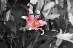 Il comune senso del colore Il comune senso del colore
