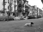 triste....aspetto qualche turista! triste....aspetto qualche turista!