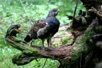 gallo cedrone femmina gallo cedrone femmina