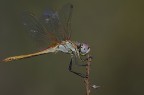 Libellula di plastica Libellula di plastica