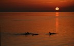 Alba egiziana con delfini Alba egiziana con delfini