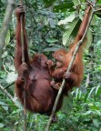 Semonggok - Centro di riabilitazione Orang Utan - Regione del Sarawak (Borneo Malese)