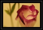 fiore4 fiore4
