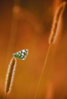 Macro si.... o.... macro no? Mah...a me me plas.... Macro si.... o.... macro no? Mah...a me me plas....