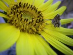 Girasole Girasole