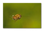 Eristalinus taeniops (Syrphidae) Eristalinus taeniops (Syrphidae)