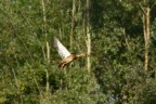 anatra in volo anatra in volo