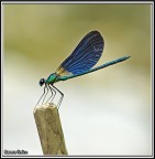 sonydslr100k -sigma 105 -F/2,8 -ISO 100 -ESP 1/100