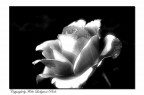 Rosa bianca Rosa bianca