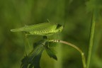 Phaneroptera Phaneroptera