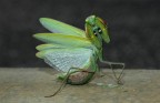 Mantide Mantide