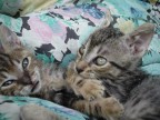 Cippi&Rippi Cippi&Rippi