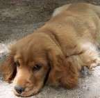 altra foto della nostra cagnolina ...sempre scattata da mia figlia Alessia