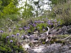 Flowers Flowers
