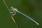 Damigella Damigella