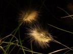 Nella notte, un fiore. Nella notte, un fiore.
