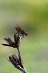 mosca mosca