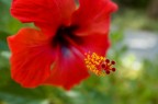 fiore macro fiore macro