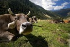 Cow series #4 Cow series #4