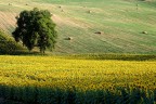 Quercia Quercia
